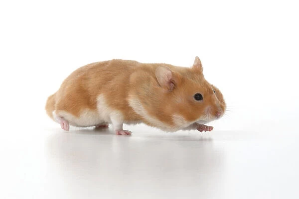 MAMMAL. Pet Hamster, running with cheeks full of food, studio