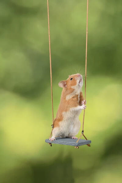 MAMMAL. Pet Hamster, sitting on a garden swing, studio