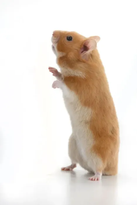 Framed Print : MAMMAL. Pet Hamster, standing on back legs, looking around, studio Framed Print : MAMMAL. Pet Hamster, standing on back legs, looking around, studio
