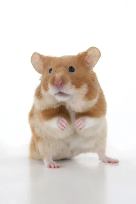 Framed Print : MAMMAL. Pet Hamster, standing on back legs, looking around, studio Framed Print : MAMMAL. Pet Hamster, standing on back legs, looking around, studio