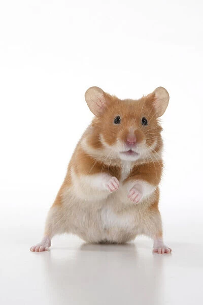 MAMMAL. Pet Hamster, standing on back legs, looking cute, studio