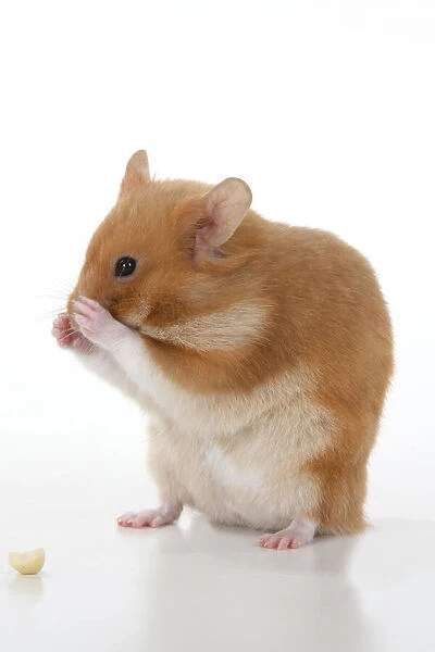 MAMMAL. Pet Hamster, standing up washing  /  cleaning its face, cute, studio