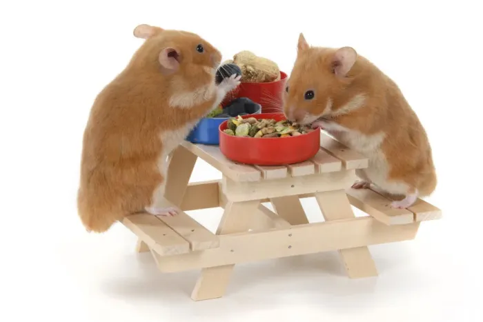 Framed Print : MAMMAL. Pet Hamsters, eating lunch on a picnic bench, studio Framed Print : MAMMAL. Pet Hamsters, eating lunch on a picnic bench, studio