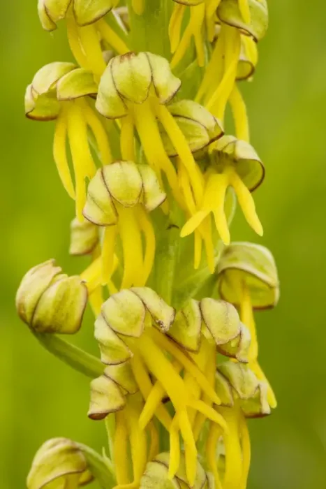 Framed Print : Man Orchid (Orchis anthropohora = Aceras anthropophora) in flower. Rare in UK