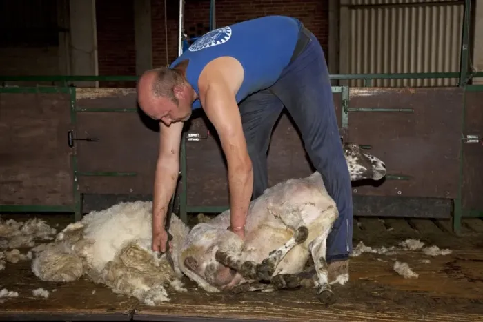 Framed Print : Man shearing sheep - Cotswolds - UK Framed Print : Man shearing sheep - Cotswolds - UK