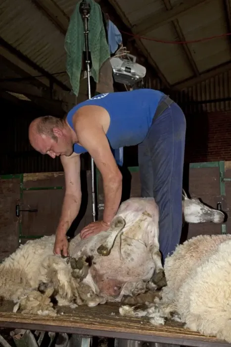 Framed Print : Man shearing sheep - Cotswolds - UK Framed Print : Man shearing sheep - Cotswolds - UK