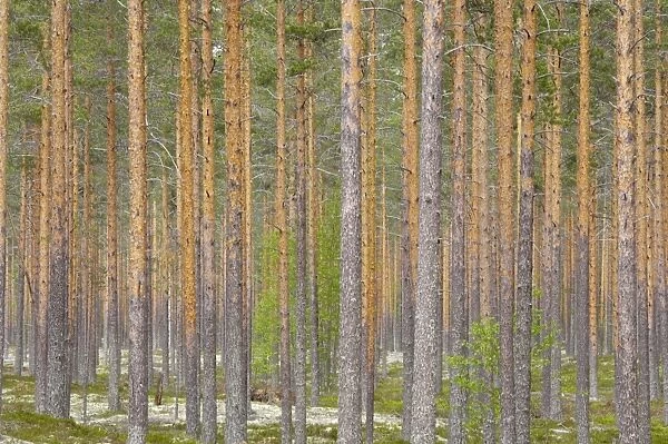 Managed Pine Forest Finland LA003422