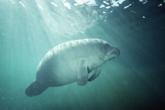 Framed Print : Manatee. FG-2775. MANATEE. Trichechus manatus Framed Print : Manatee. FG-2775. MANATEE. Trichechus manatus