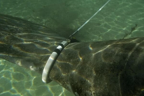 Manatee - huge tag attached to female Manatee - pulls a recording device along the surface of the water so scientists can track her movements - Florida - USA