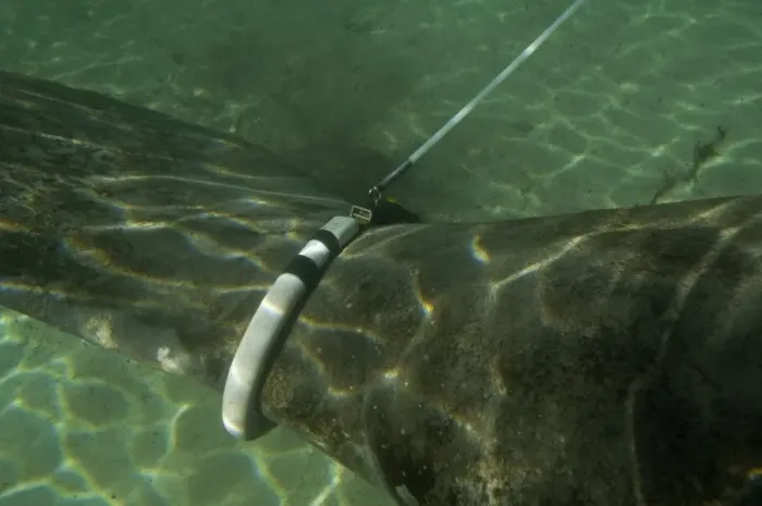 Framed Print : Manatee - huge tag attached to female Manatee - pulls a recording device along the surface of the water so scientists can track her movements - Florida - USA Framed Print : Manatee - huge tag attached to female Manatee - pulls a recording device along the surface of the water so scientists can track her movements - Florida - USA