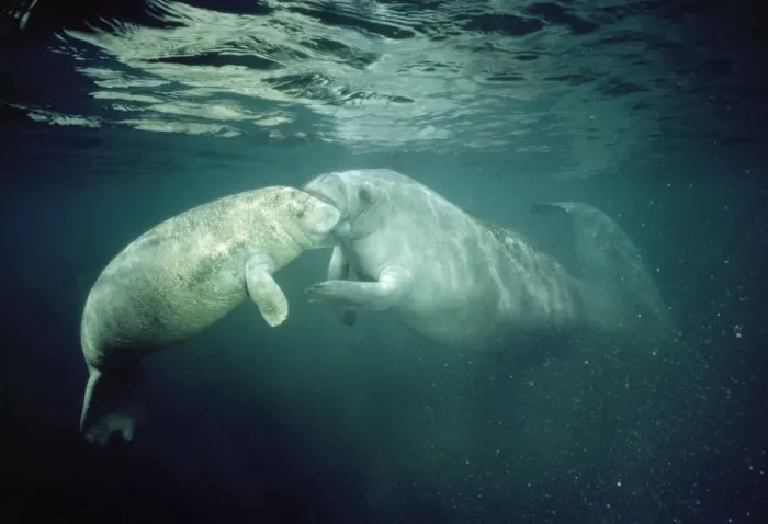 Framed Print : Manatee - mothe & young mouthing Framed Print : Manatee - mothe & young mouthing
