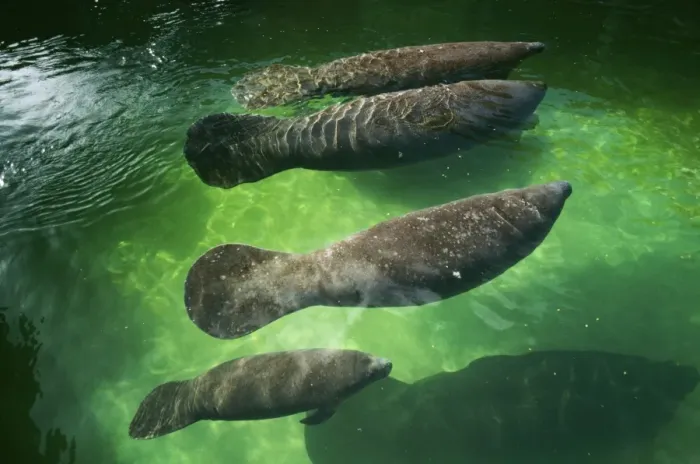 Framed Print : Manatees FG 2828 Trichechus manatus © Francois Gohier / ardea. com Framed Print : Manatees FG 2828 Trichechus manatus © Francois Gohier / ardea. com