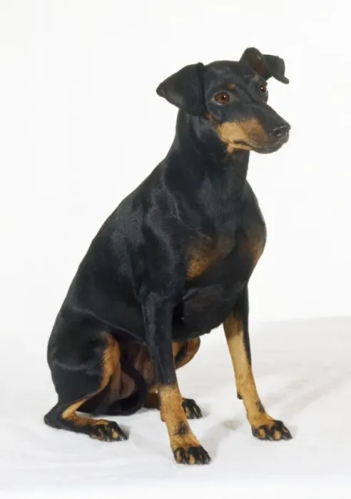 Framed Print : Manchester Terrier Dog Framed Print : Manchester Terrier Dog