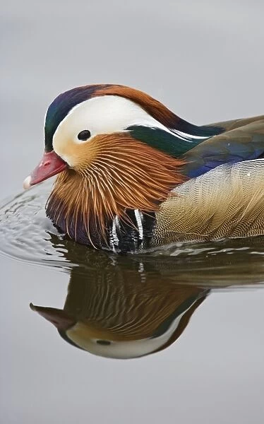 Mandarin duck – close up of male Norfolk UK 004269