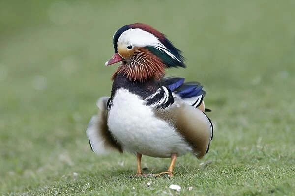 Mandarin Duck - drake displaying to duck during breeding season - Hessen - Germany