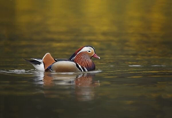 Mandarin Duck - drake swimming on lake - Hessen - Germany