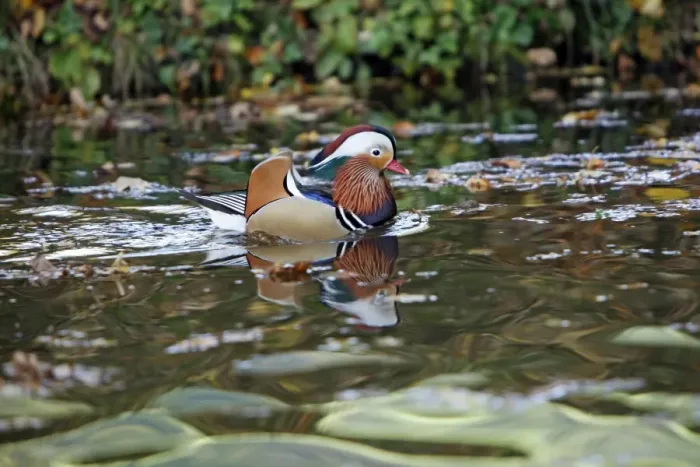 Framed Print : Mandarin Duck - male displaying on lake - Germany Framed Print : Mandarin Duck - male displaying on lake - Germany