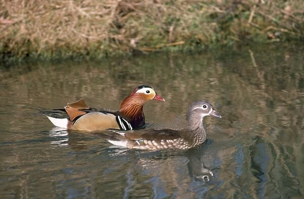 Mandarin Duck - male & female