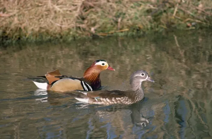 Framed Print : Mandarin Duck - male & female Framed Print : Mandarin Duck - male & female