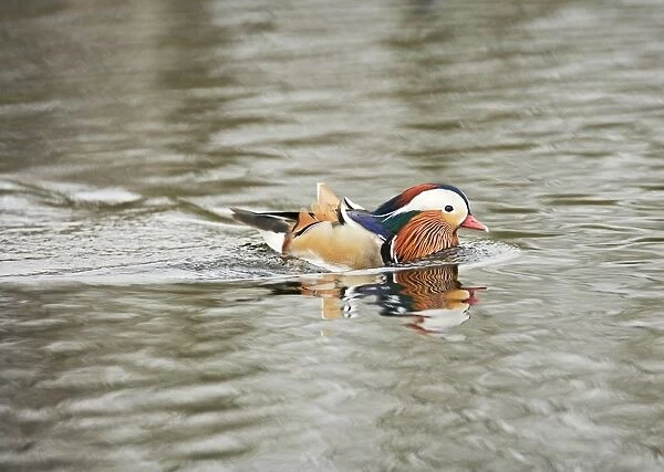 Mandarin Duck – male swimming Norfolk UK 004306