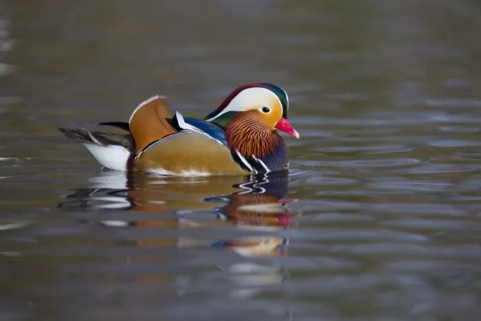 Framed Print : Mandarin Duck - winter - UK