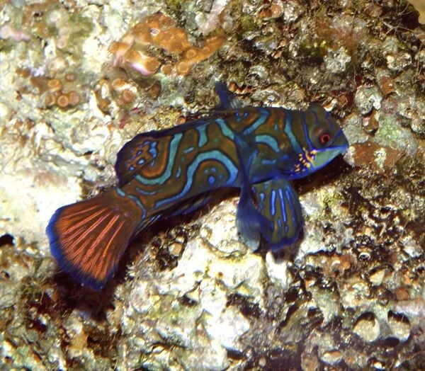 Mandarin Fish- shallow coastal waters around East Indies, Queensland and Philippines