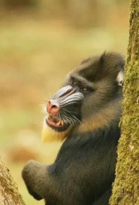 Framed Print : Mandrill Baboon Framed Print : Mandrill Baboon