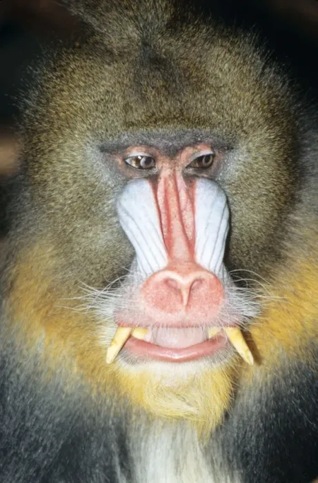 Framed Print : Mandrill Baboon Male. Rainforest, South Cameroon, Gabon, Congo. Africa Framed Print : Mandrill Baboon Male. Rainforest, South Cameroon, Gabon, Congo. Africa