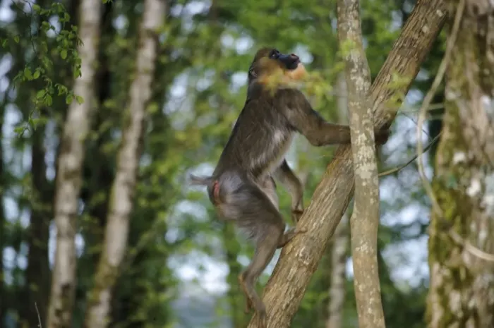 Framed Print : Mandrill - climbing Framed Print : Mandrill - climbing