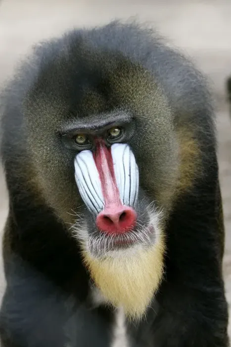 Framed Print : Mandrill - close-up of face Framed Print : Mandrill - close-up of face