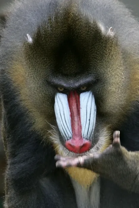 Framed Print : Mandrill - close-up of face Framed Print : Mandrill - close-up of face
