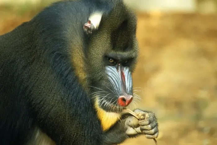 Framed Print : Mandrill - male chewing on bark Framed Print : Mandrill - male chewing on bark