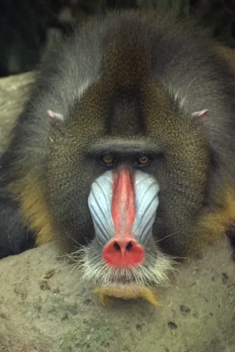 Framed Print : Mandrill, male, West Africa Framed Print : Mandrill, male, West Africa