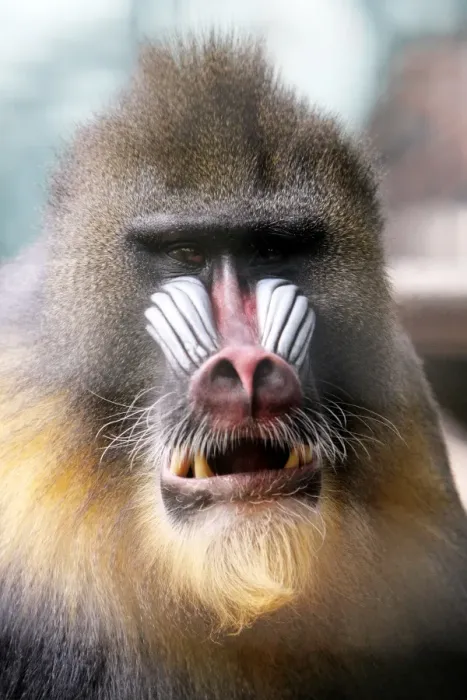 Framed Print : Mandrill - portrait of male, chewing food, distribution - Africa, Cameroon, Congo River Framed Print : Mandrill - portrait of male, chewing food, distribution - Africa, Cameroon, Congo River