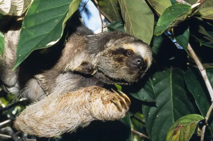 Framed Print : Maned 3-toed Sloth - with young Framed Print : Maned 3-toed Sloth - with young