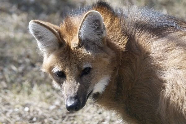 Maned Wolf An endangered South American mammal. The large ears serve as heat radiators as well as sound detectors