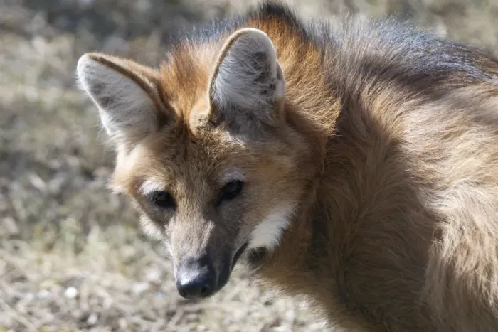 Framed Print : Maned Wolf An endangered South American mammal. The large ears serve as heat radiators as well as sound detectors Framed Print : Maned Wolf An endangered South American mammal. The large ears serve as heat radiators as well as sound detectors