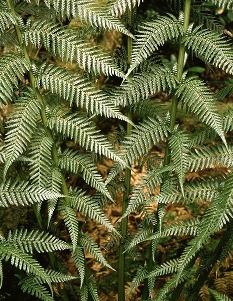 Manfern  /  soft tree fern. Huon River, SW Tasmania, Australia