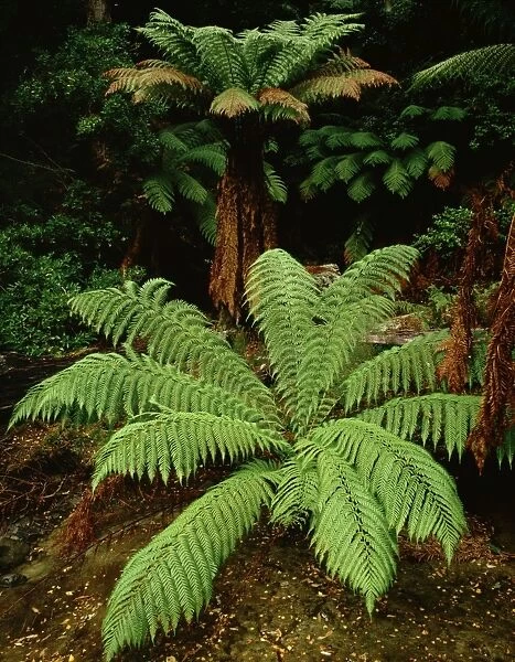 Manfern  /  soft tree fern Meander Valley, Tasmania, Australia
