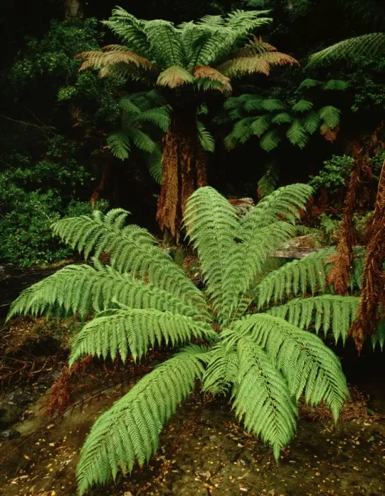 Framed Print : Manfern / soft tree fern Meander Valley, Tasmania, Australia Framed Print : Manfern / soft tree fern Meander Valley, Tasmania, Australia
