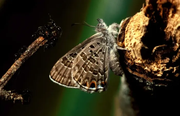 Framed Print : Mangrove ant-blue butterfly - that was guarded as a larva by Camponotus ants in exchange for sweet secretions Framed Print : Mangrove ant-blue butterfly - that was guarded as a larva by Camponotus ants in exchange for sweet secretions