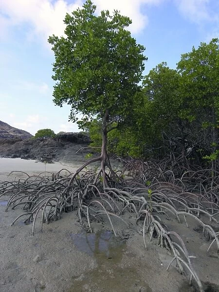 Mangrove - A fine example of a mangrove tree with its roots protuding above the sand at low tide. At high tide these roots are under water. Cape York Peninsulia, Queensland, Australia