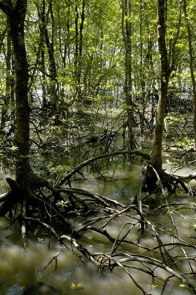 Mangrove forest at high tide, typical; Labuk Bay, Sabah, Borneo, Malaysia; June Ma39. 3029