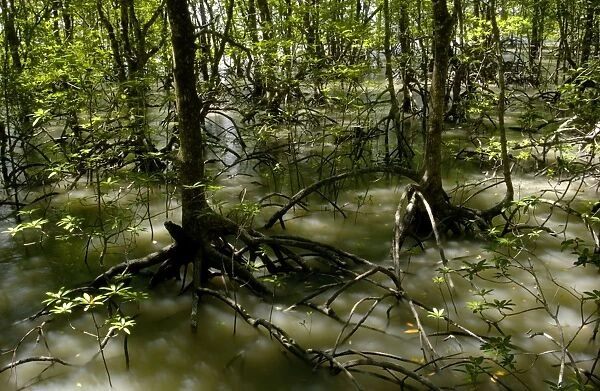 Mangrove forest at high tide, typical; Labuk Bay, Sabah, Borneo, Malaysia; June Ma39. 3061