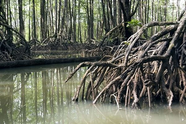 Mangrove forest in the valley of a river in Sabang National Park, Sabang, Palawan, Philippines. February. Ph41. 1296