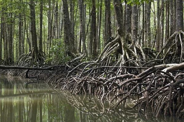 Mangrove forest in the valley of a river in Sabang National Park, Sabang, Palawan, Philippines. February. Ph41. 1292