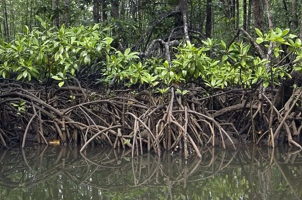 Mangrove forest in the valley of a river in Sabang National Park, Sabang, Palawan, Philippines. February. Ph41. 1280