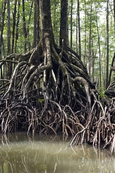 Mangrove forest in the valley of a river in Sabang National Park, Sabang, Palawan, Philippines. February. Ph41. 1294