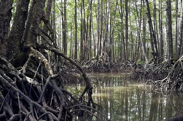 Mangrove forest in the valley of a river in Sabang National Park, Sabang, Palawan, Philippines. February. Ph41. 1300
