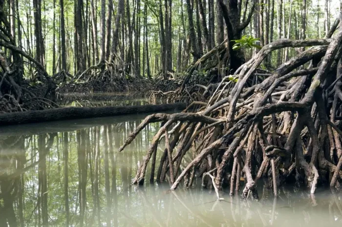 Framed Print : Mangrove forest in the valley of a river in Sabang National Park, Sabang, Palawan, Philippines. February. Ph41. 1296 Framed Print : Mangrove forest in the valley of a river in Sabang National Park, Sabang, Palawan, Philippines. February. Ph41. 1296